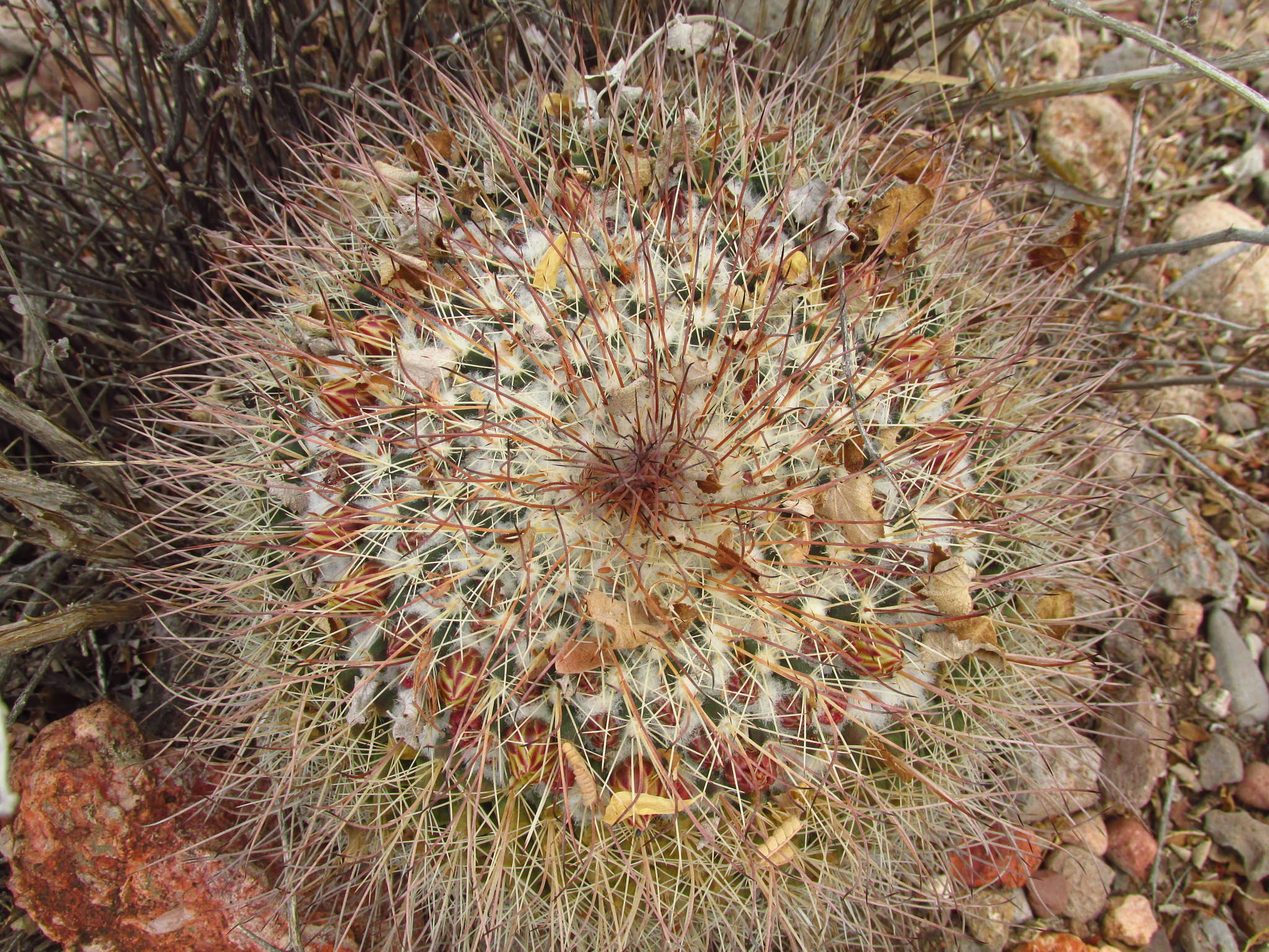 Mammillaria grusonii